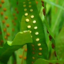 Microsorum fortunei