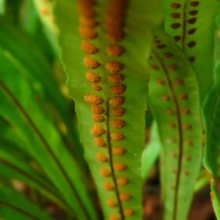 Microsorum fortunei