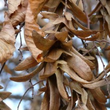 Carpinus betulus 'Pendula'