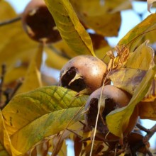 Mespilus germanica