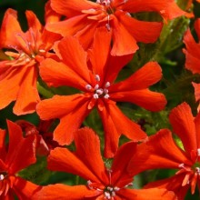 Lychnis chalcedonica