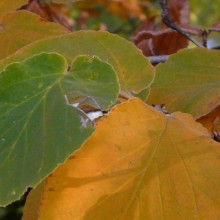 Hamamelis mollis 'Pallida' | list podzim