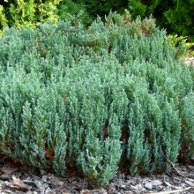 Juniperus horizontalis 'Saxatilis'