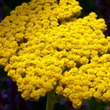Achillea filipendulina