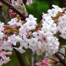 Viburnum x bodnantense 'Charles Lamont'