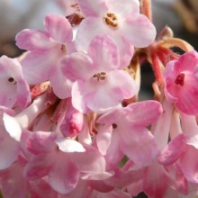 Viburnum x bodnantense 'Dawn'