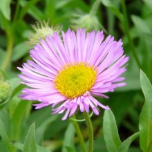 Erigeron hybr. 'Gaiety'