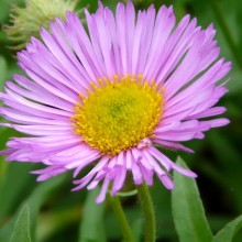 Erigeron hybr. 'Gaiety'