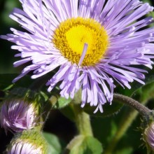 Erigeron hybr. 'Mrs E. H. Beale'