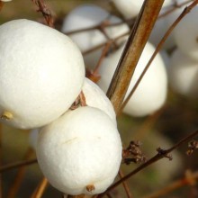 Symphoricarpos albus var. laevigatus