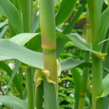 Arundo donax