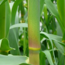 Arundo donax