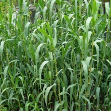 Arundo donax