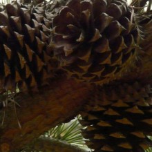 Pinus pungens
