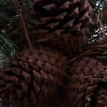 Pinus pungens