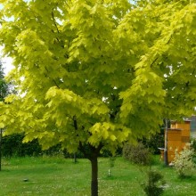 Acer platanoides 'Princeton Gold'