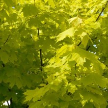 Acer platanoides 'Princeton Gold'