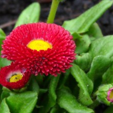 Bellis perennis 'Bellissima Red'