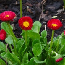 Bellis perennis 'Bellissima Red'