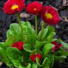 Bellis perennis 'Bellissima Red'