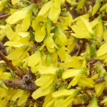 Forsythia x intermedia 'Arnold Dwarf'