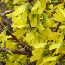 Forsythia x intermedia 'Arnold Dwarf'