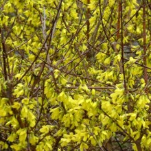 Forsythia x intermedia 'Arnold Dwarf'