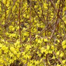 Forsythia x intermedia 'Arnold Dwarf'