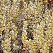 Salix subopposita