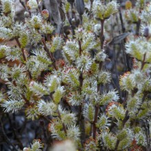 Salix subopposita