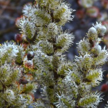 Salix subopposita