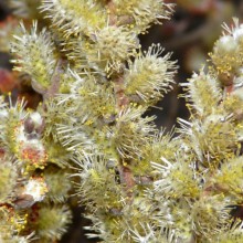 Salix subopposita