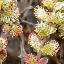 Salix subopposita