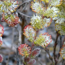 Salix subopposita 