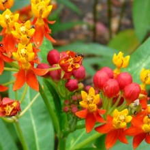 Asclepias curassavica