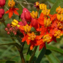 Asclepias curassavica