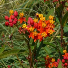 Asclepias curassavica