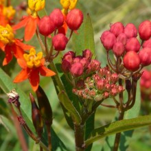 Asclepias curassavica