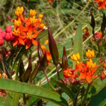 Asclepias curassavica