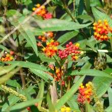 Asclepias curassavica