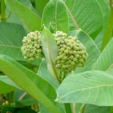 Asclepias syriaca