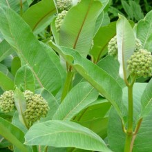 Asclepias syriaca