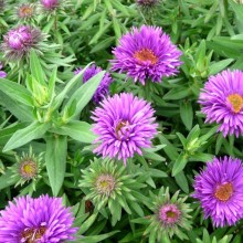 Aster