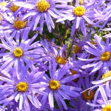 Aster amellus 'King George'