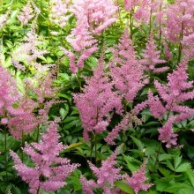 Astilbe x arendsii 'Else Schluck'
