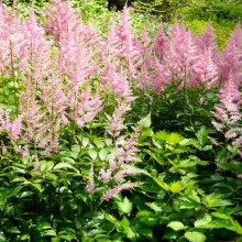 Astilbe x arendsii 'Else Schluck'