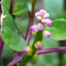 Basella alba
