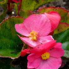 Begonia semperflorens