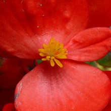 Begonia semperflorens