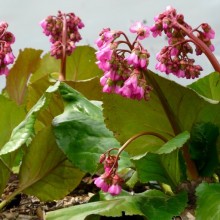 Bergenia hybr. 'Bizet'